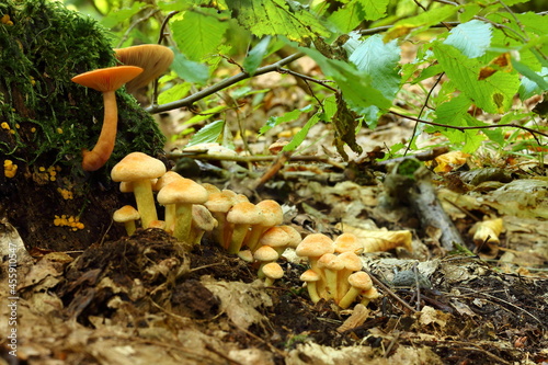 Forest mushrooms on a summer day.