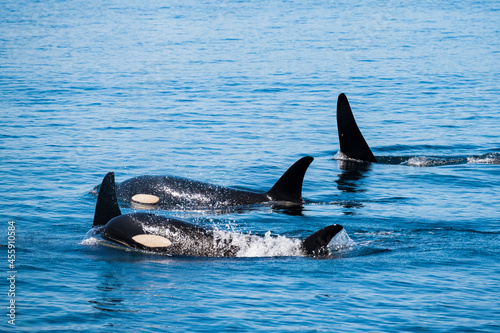 北海道羅臼沖のシャチの群れ(killer whale)