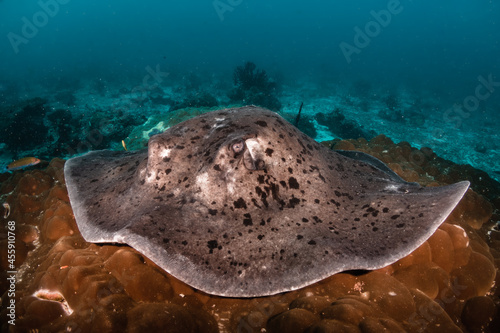 Underwater shot of a huge stingray resting peacefully among coral reef