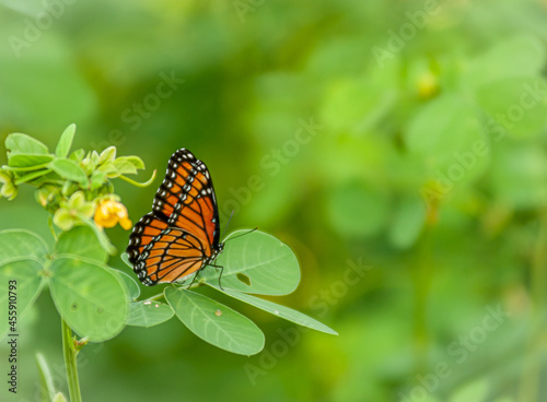 Butterfly Slide Background - Orange and Black Butterfly © Kevin E Beasley