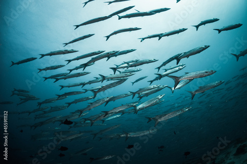 Schooling fish in deep blue ocean. School of barracuda swimming in blue ocean , plain blue background