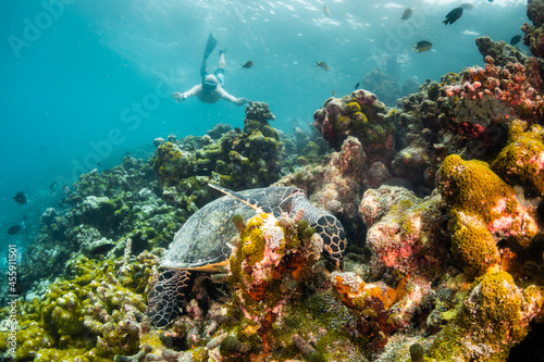 Turtle swimming among colorful coral reef in the wild with diver swimming nearby
