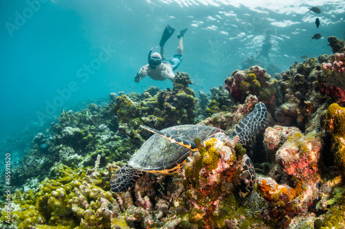 Turtle swimming among colorful coral reef in the wild with diver swimming nearby
