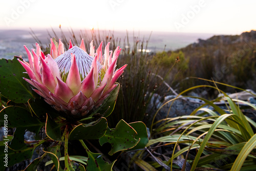 King Protea at Dawn on the Mountain photo