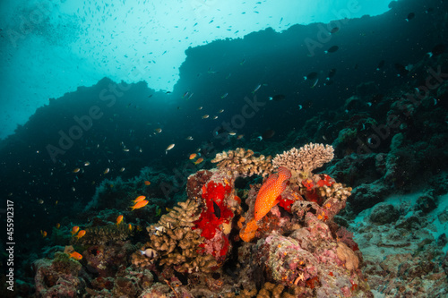 Colorful and lively coral reef system  with healthy corals and schools of bait fish