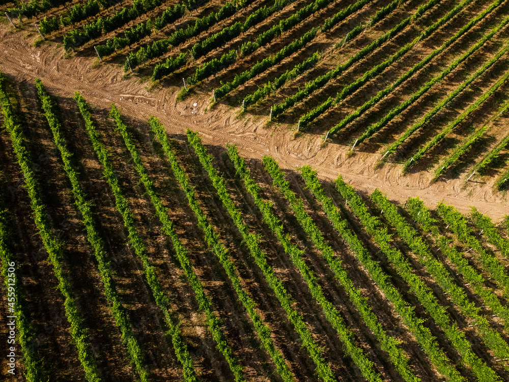 vineyards of nebbiolo in Langhe district, Piedmont, by a drone vineyards of nebbiolo in Langhe district, Piedmont, by a drone