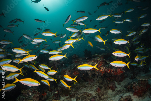 Schooling fish underwater, surrounding a vibrant and colorful coral reef ecosytem in deep blue ocean