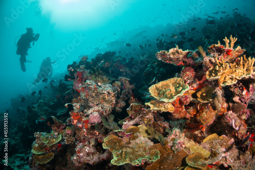 Fototapeta Naklejka Na Ścianę i Meble -  Scuba divers enjoying a vibrant and colorful coral reef in deep blue ocean