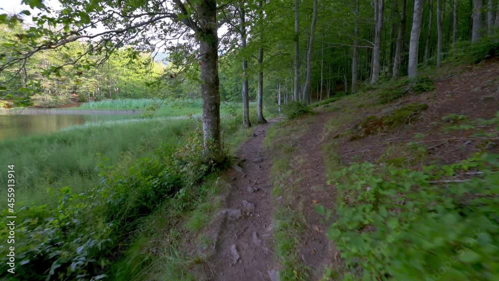 Foresta in 4k Foresta in 4k