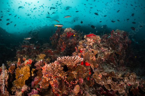 Scuba divers swimming over colorful coral reef ecosystem and mesmerized by the beauty of the underwater world