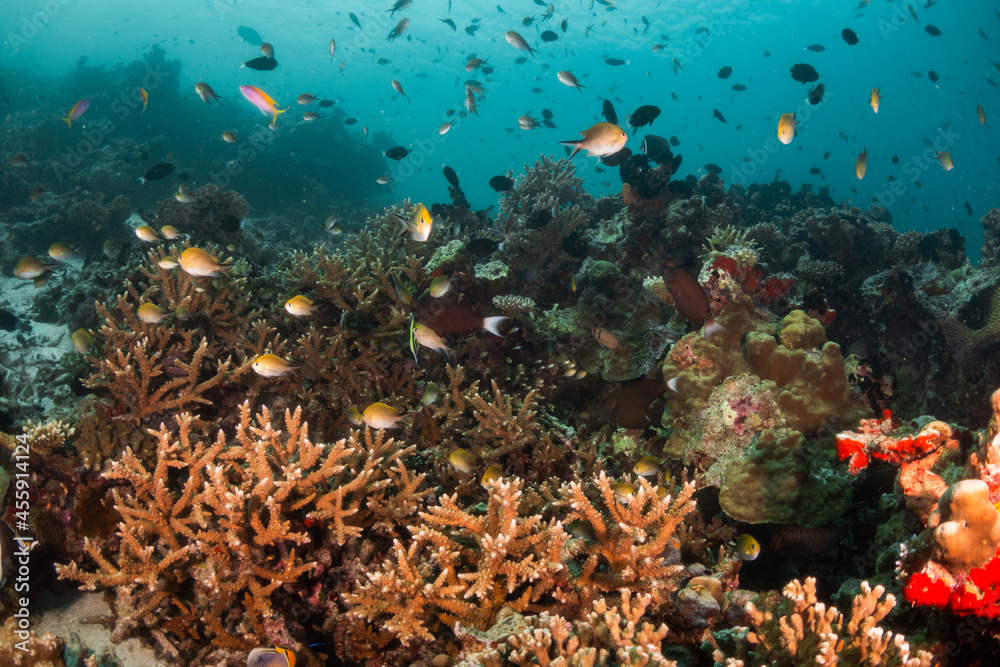 Fototapeta premium Colorful coral reef ecosystem, surrounded by tropical fish in clear blue water