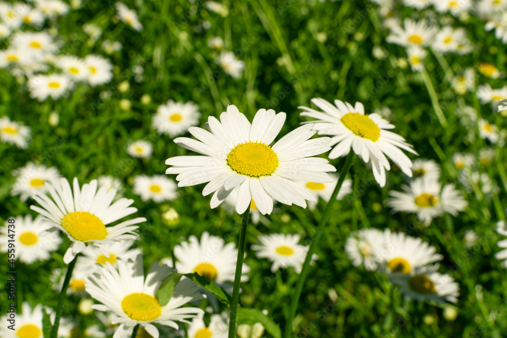 Blooming Chamomile, Camomile Flowers, Chamomilla or Matricaria Recutita Blooming Chamomile, Camomile Flowers, Chamomilla or Matricaria Recutita