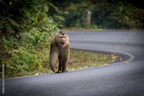 Macaca leonina monkey in khao yai national park walking in the road corner photo