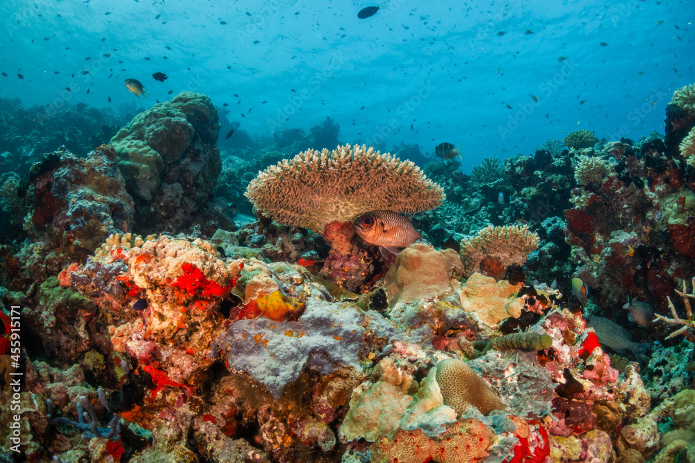 Naklejka premium Colorful coral reef ecosystem, surrounded by tropical fish in clear blue water