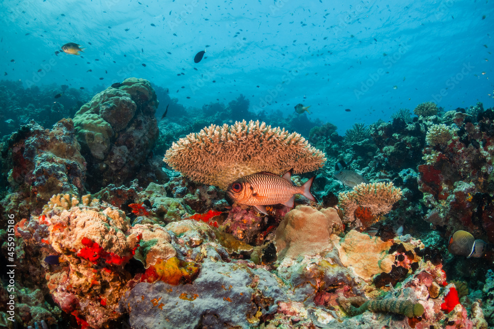 custom made wallpaper toronto digitalColorful coral reef ecosystem, surrounded by tropical fish in clear blue water