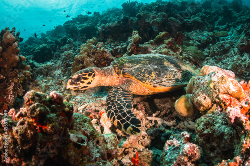 Turtle underwater feeding on coral in the wild