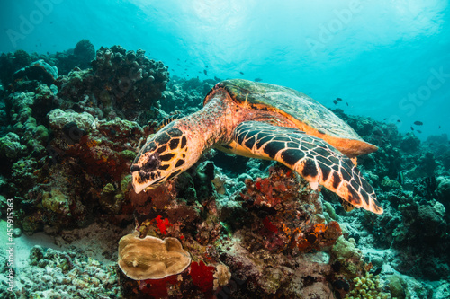 Turtle underwater feeding on coral in the wild