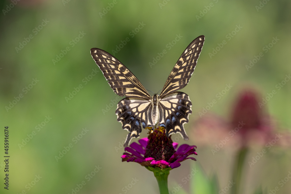Fototapeta premium アゲハチョウ
