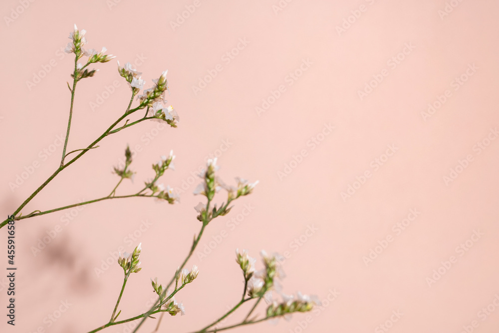 Little white flower, detail of a Gipsofila flower on pink background with copy space for your design, light and dark shadows