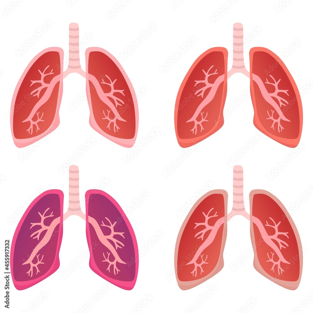 vector-illustration-set-of-a-lung-with-its-internal-structure-suitable