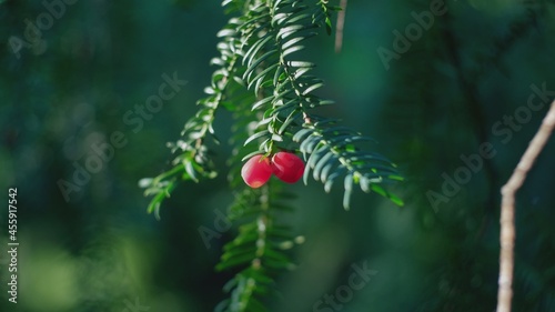 European English Common Yew with Ripe Red Berry Fruit Hanging from Green Branches 