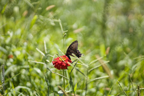 Closeup shot of a butterfly on a red flower in a meadow photo