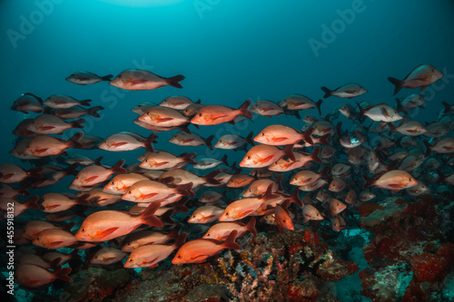 Underwater shot of schooling fish among colorful coral reef in clear blue water