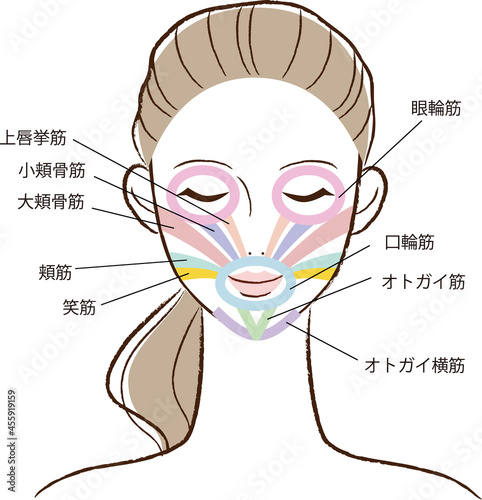 顔の筋肉のイラスト