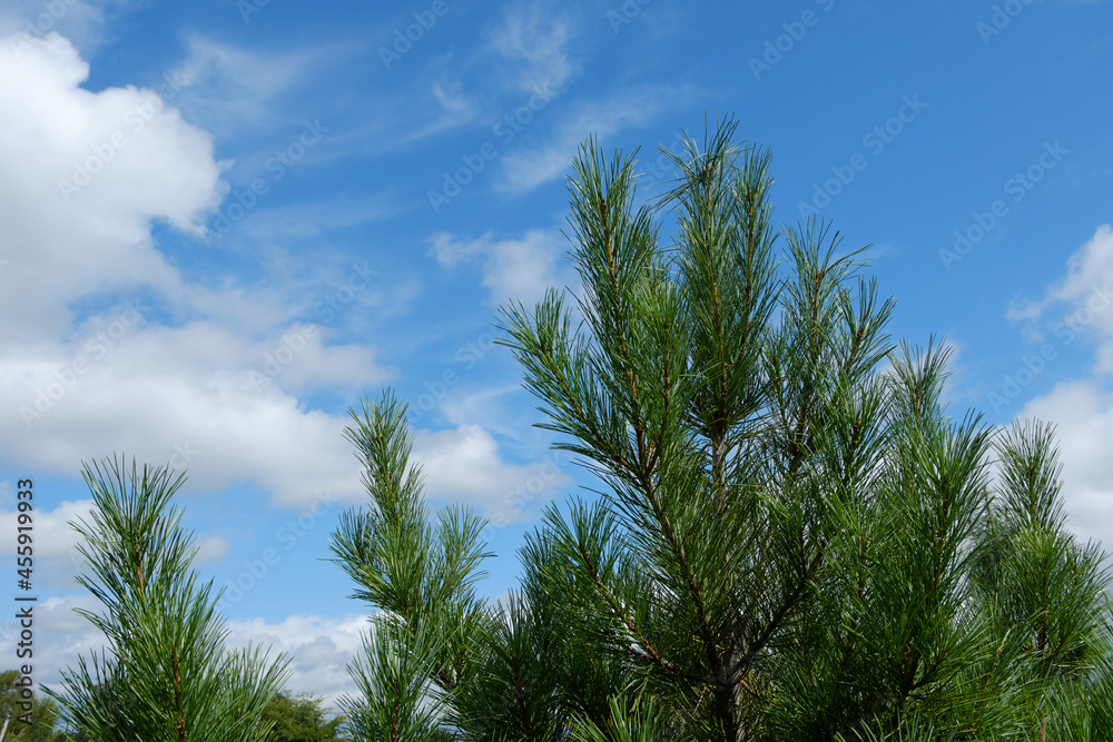 The green, juicy top of a young Siberian cedar against the background of a blue sky with clouds.