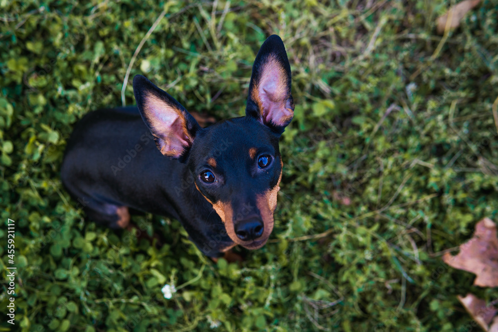 Portrait of black and tan miniature Pinscher, close-up, nice summer day. Cute dog
