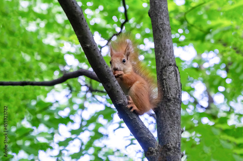 red squirrel sits high on a tree branch and eats © Kai Beercrafter