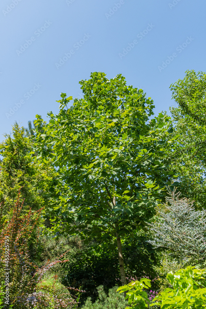 Bright green leaves of Tulip tree (Liriodendron tulipifera), called Tuliptree, American or Tulip Poplar, against  blue summer sky. Blurred foreground.Selective focus. There is place for text.