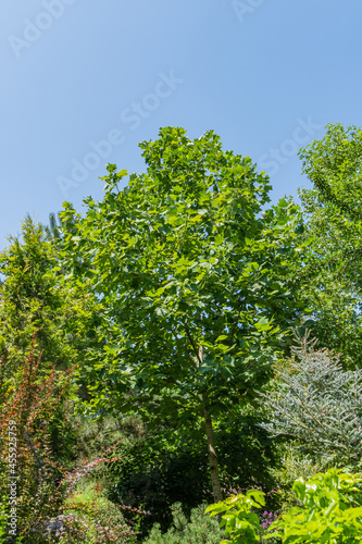 Bright green leaves of Tulip tree (Liriodendron tulipifera), called Tuliptree, American or Tulip Poplar, against blue summer sky. Blurred foreground.Selective focus. There is place for text.