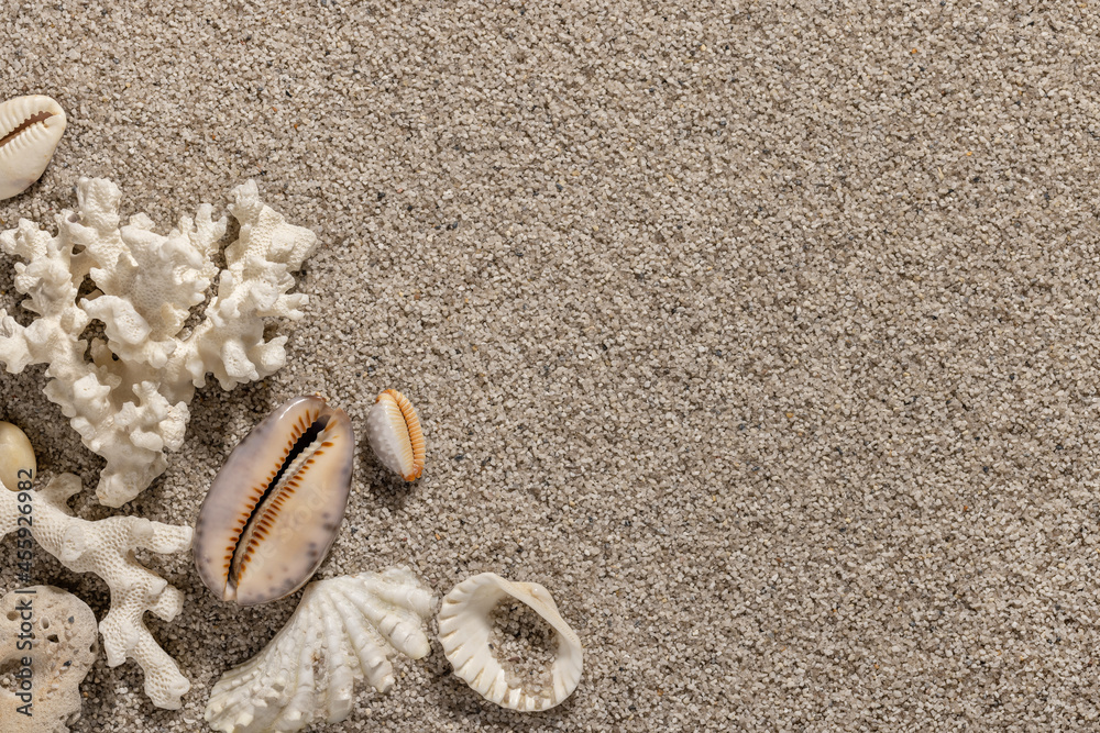 Sea shells on clean sand, summer beach. Background and wallpaper concept, copy space. Sea shells on clean sand, summer beach. Background and wallpaper concept, copy space.