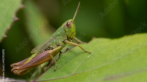 grashüpfer, insecta, makro, heuschrecke, natur, tier, badgered, cricket, gras © Oliver