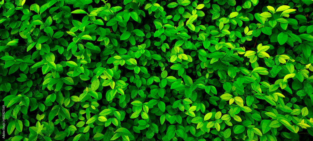 Close up 20:9 horizontal banner shrub,small round foliage,deep bright green shades.Texture for photo,desktop wallpapers,smartphone screen.Natural leaves carpet .Leaf cover design,eco-friendly pattern - obrazy, fototapety, plakaty 