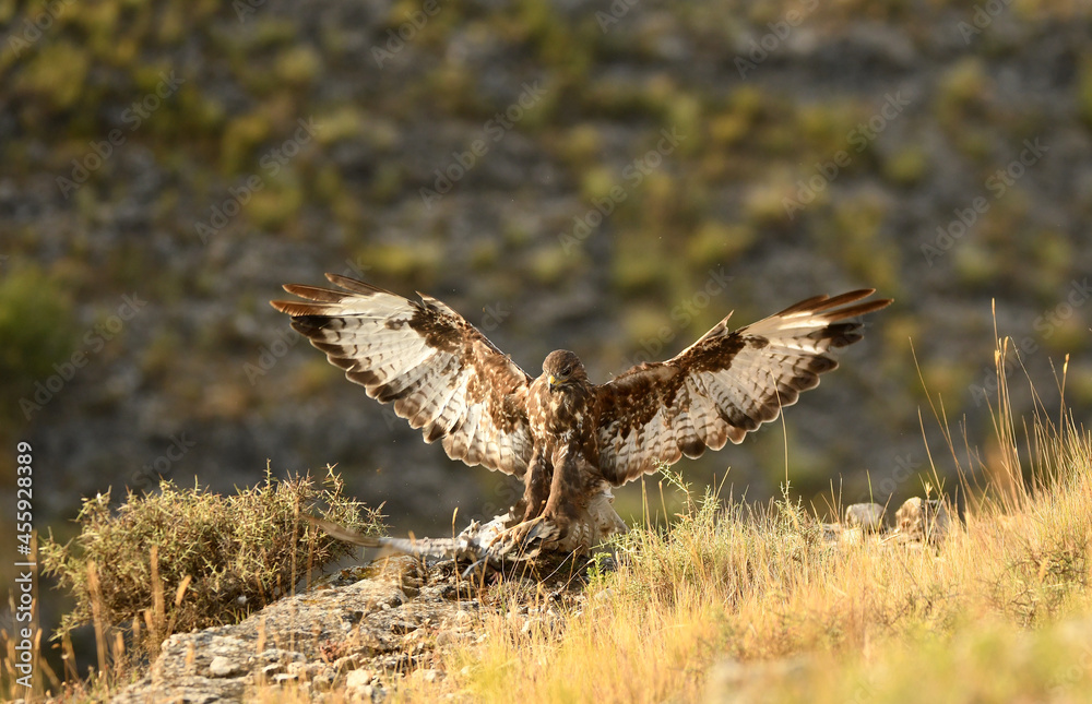 Fototapeta premium aguila ratonero con presa