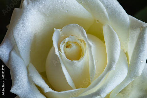 Blooming tea-cream color rose with drops of dew on petals. Closeup.