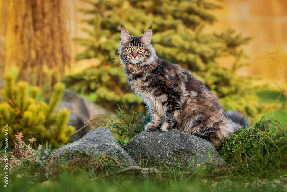 Maine coon cat in the yard in autumn - obrazy, fototapety, plakaty 