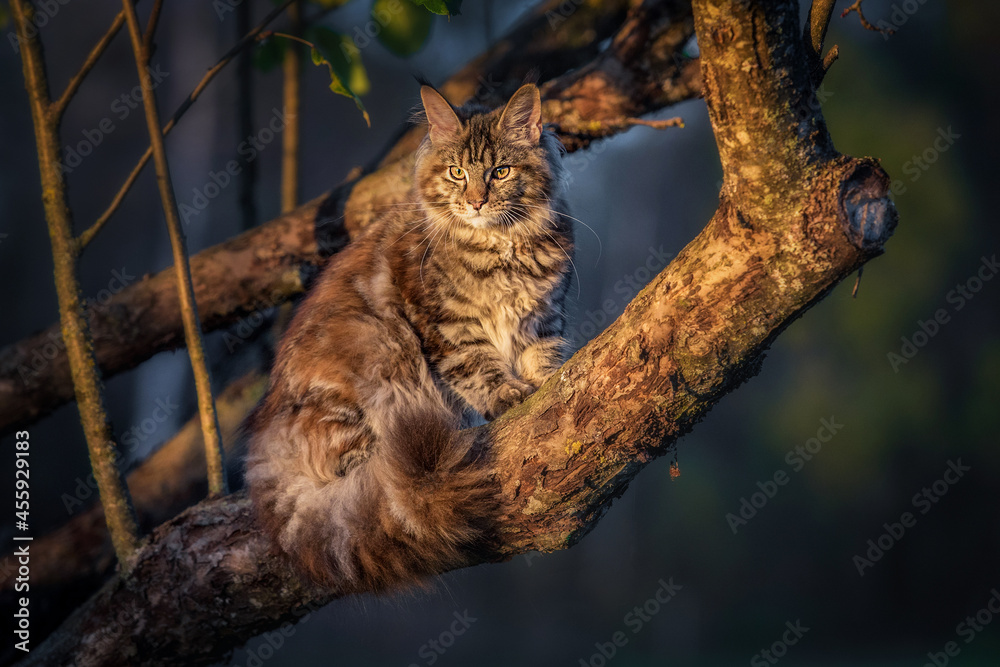 Maine coon cat sitting on the tree Maine coon cat sitting on the tree