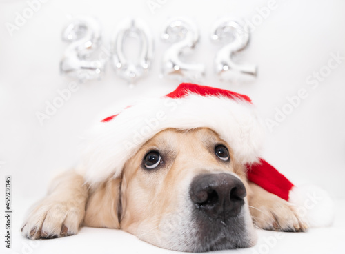 Christmas dog and balloons 2022 on a white background. Golden retriever in santa claus costume for the new year. Calendar, postcard with dog merry christmas