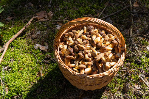 Wicker basket full of edible mushrooms in the autumn forest. Bay bolete, imleria badia, brown cap mushroom. Delicious, organic mushroom food. Mushroom harvesting season