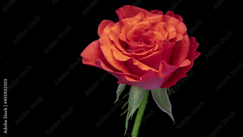 Blooming rose flower closeup. Timelapse of pink yellow rose opening. 4K Blooming rose flower closeup. Timelapse of pink yellow rose opening. 4K