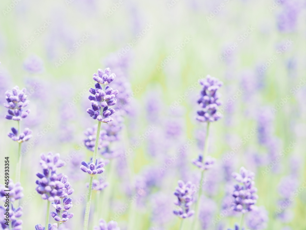 Obraz premium ラベンダーの蕾のクローズアップ