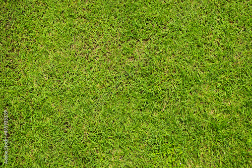 green grass top view texture background.
