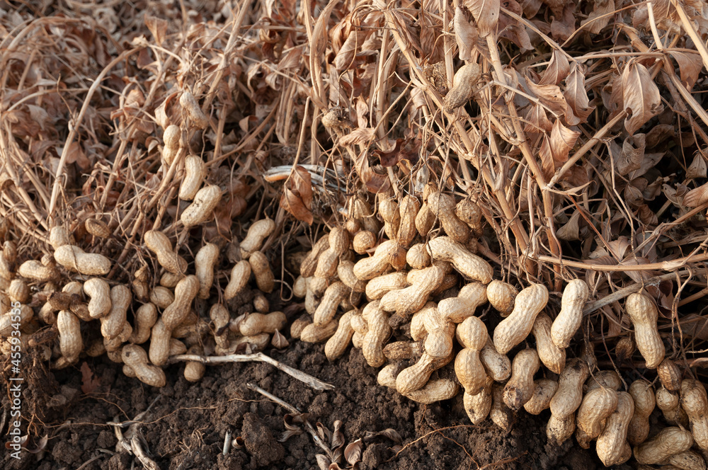 Peanuts in a field in harvest and peanut collection Peanuts in a field in harvest and peanut collection