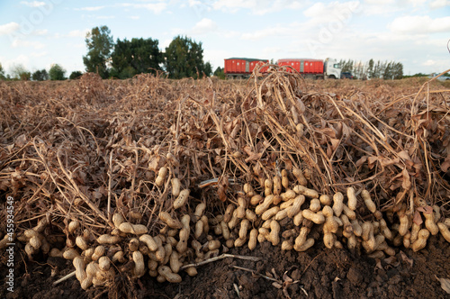 Peanuts in a field in harvest and peanut collection