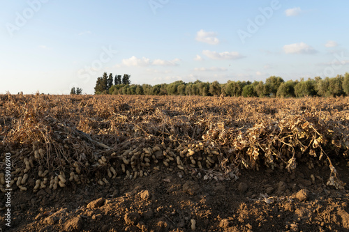 Peanuts in a field in harvest and peanut collection