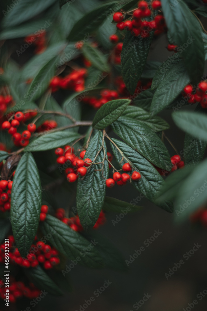 Red berries on a tree Red berries on a tree