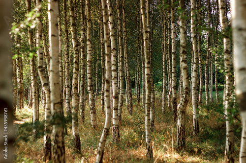 Fototapeta Naklejka Na Ścianę i Meble -  Natural background Old birch tree bark embossed texture with patterns